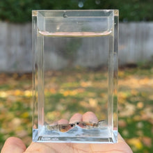 Load image into Gallery viewer, Zebra Glass Belly Guppy Pair