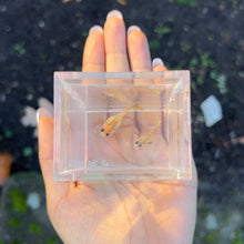 Load image into Gallery viewer, Sunset Mosaic Glass Belly Guppy Pair