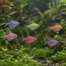 Cargar imagen en el visor de la galería, Glo Fish Tetra