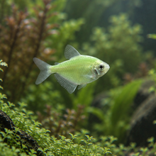 Cargar imagen en el visor de la galería, Glo Fish Tetra