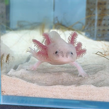 Load image into Gallery viewer, Waving "Hi" Dirty Leucistic (Lucy) Axolotl | WYSIWYG