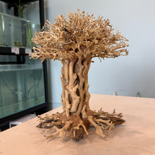 Cargar imagen en el visor de la galería, Straight Bonsai Driftwood Tree