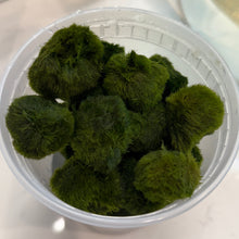 Cargar imagen en el visor de la galería, Marimo Moss Ball | Live Plant