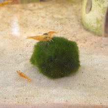 Cargar imagen en el visor de la galería, Marimo Moss Ball | Live Plant