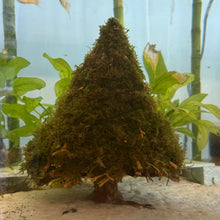 Cargar imagen en el visor de la galería, Christmas Moss on Medium Christmas Tree Bonsai (live plant attached)