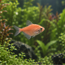 Cargar imagen en el visor de la galería, Glo Fish Tetra