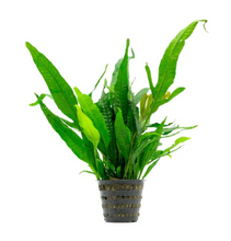 Cargar imagen en el visor de la galería, Java Fern Mother Pot | Live Plant