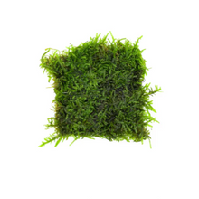 Cargar imagen en el visor de la galería, Christmas Moss 3x5 Mat | Live Plant