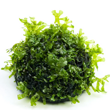 Cargar imagen en el visor de la galería, Subwassertang Dome | Live Plant