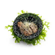 Cargar imagen en el visor de la galería, Subwassertang Dome | Live Plant