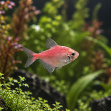 Cargar imagen en el visor de la galería, Glo Fish Tetra