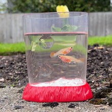 Load image into Gallery viewer, 2 Pregnant Glass Belly Guppy Fish