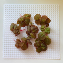 Load image into Gallery viewer, Red Root Floaters | Live Floating Plant