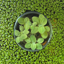 Load image into Gallery viewer, Dwarf Water Lettuce | Live Floating Plant