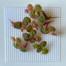 Load image into Gallery viewer, Flowered Red Root Floaters | Live Floating Plant