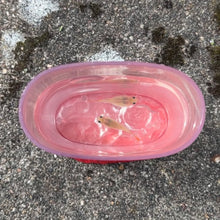 Load image into Gallery viewer, 2 Pregnant Glass Belly Guppy Fish