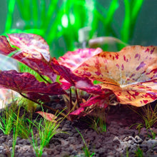 Cargar imagen en el visor de la galería, Red Tiger Lotus | Live Plant