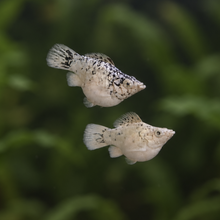 Load image into Gallery viewer, Milk Cow Blue Eye Balloon Molly Pair | Live fish