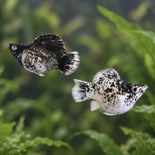 Load image into Gallery viewer, Milk Cow Blue Eye Balloon Molly Pair | Live fish