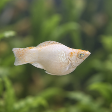 Load image into Gallery viewer, Orange Sakura Balloon Molly Pair | Live fish