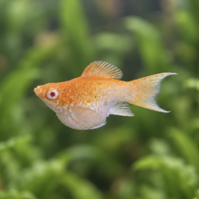 Load image into Gallery viewer, Orange Sakura Balloon Molly Pair | Live fish