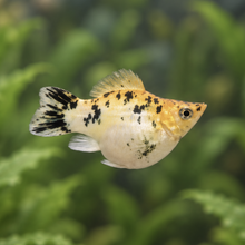 Load image into Gallery viewer, Pikachu Balloon Molly Pair | Live fish