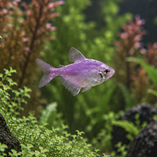 Cargar imagen en el visor de la galería, Glo Fish Tetra