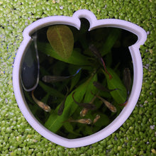 Load image into Gallery viewer, Peach Portal Feeding Ring Fish Feeders
