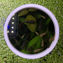 Load image into Gallery viewer, Circle Portal Feeding Ring