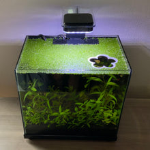 Load image into Gallery viewer, Flower Portal Feeding Ring