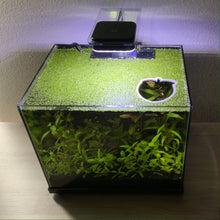 Load image into Gallery viewer, Peach Portal Feeding Ring Fish Feeders