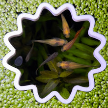 Cargar imagen en el visor de la galería, Sun Portal Feeding Ring