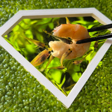 Load image into Gallery viewer, Diamond Portal Feeding Ring