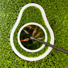 Load image into Gallery viewer, Avocado & Seed Portal