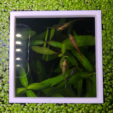 Load image into Gallery viewer, Square Portal Feeding Ring