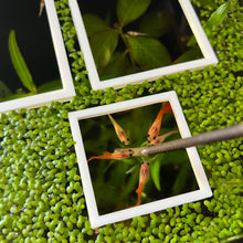 Load image into Gallery viewer, 3 Square Portals