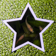 Cargar imagen en el visor de la galería, Star Portal Feeding Ring