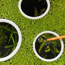 Cargar imagen en el visor de la galería, 3 Circle Portals