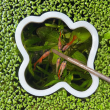 Load image into Gallery viewer, Splotch Portal Feeding Ring