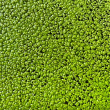 Load image into Gallery viewer, Duckweed | Live Floating Plant