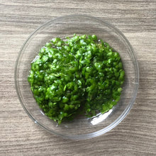 Load image into Gallery viewer, Duckweed | Live Floating Plant