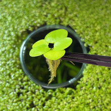 Load image into Gallery viewer, Amazon Frogbit | Live Floating Plant