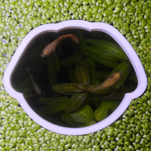 Load image into Gallery viewer, Dog Portal Feeding Ring