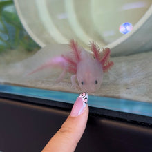 Cargar imagen en el visor de la galería, "Mochi" Baby Lucy Axolotl | WYSIWYG
