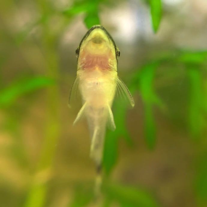 Otocinclus Catfish | Algae Eater