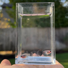 Cargar imagen en el visor de la galería, Silver Fox Glass Belly Guppy Pair
