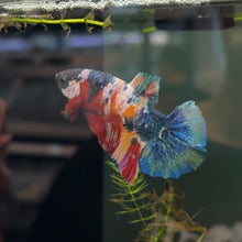 Load image into Gallery viewer, "Rambo" Rainbow Candy Koi Betta Fish (Male) | WYSIWYG A5
