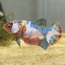 Load image into Gallery viewer, Milk Cow Candy Koi Female Betta | WYSIWYG

