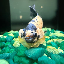 Load image into Gallery viewer, "Vortex" Candy Koi Betta Fish (Male) | WYSIWYG A3
