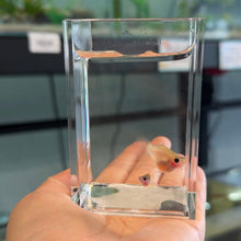 Load image into Gallery viewer, Super Short Pingu Glass Belly Guppy Pair
